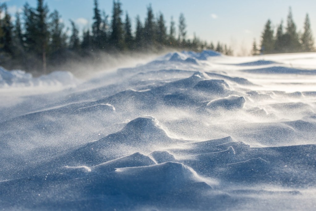 Arctic field of windblown snow and pine trees.